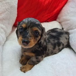 Cleo - Dapple female Dachshund puppy in Anniston, Alabama from Mini Dachshund Loves