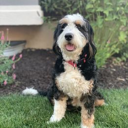 Bernedoodles and Goldendoodles from P&P Pups