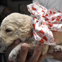 Goldendoodle Puppies from Wildflower Doodles