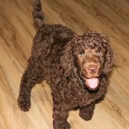 Poodle Puppies from RK'S Pets