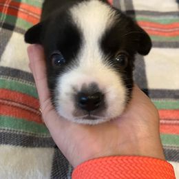 Cardigan Welsh Corgi Puppies from Rockin’ Y Corgis