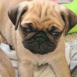 Pug Puppies from Lil'Farm Pugs