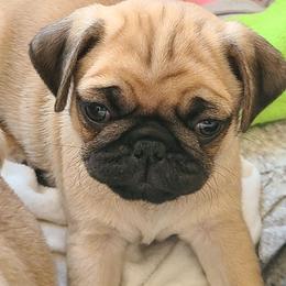 Pug Puppies from Lil'Farm Pugs