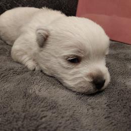 Pink Girl - White female West Highland White Terrier puppy in Macy, Indiana from Country Grove Breeding LLC