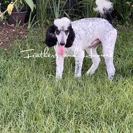 Homie - Poodle