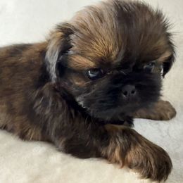 Beignet - Red female Shih Tzu puppy in Winston Salem, North Carolina from Little Miracles Shih Tzu