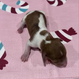 Cupid - Piebald female Dachshund puppy in Fort Myers, Florida from Lady Margery’s Dachshunds