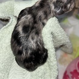 Male - Dapple male Dachshund puppy in Lincoln, California from ForeversEdge Doxies