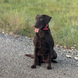 Fever - Labrador Retriever