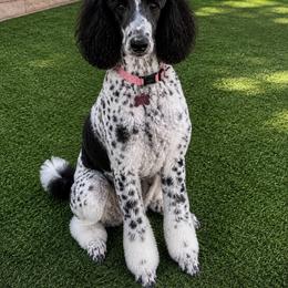 Ellie - Poodle
