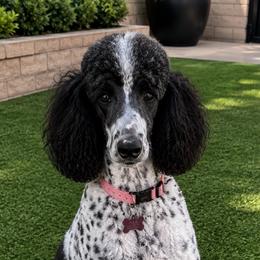 Ellie - Poodle