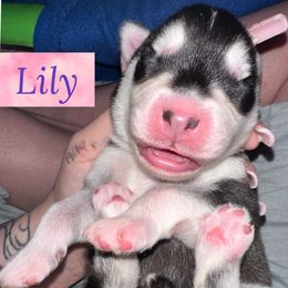 Siberian Husky Puppies from Husky Breeds