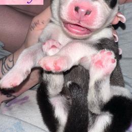 Siberian Husky Puppies from Husky Breeds