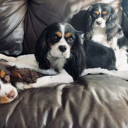Cavalier King Charles Spaniels from Blooming Cavaliers