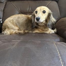 Marty - Dachshund
