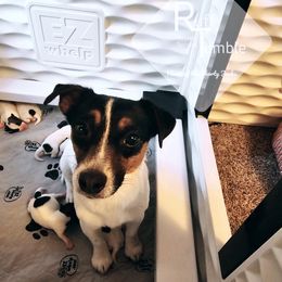 Russell Terrier Puppies from Hanna Kirkpatrick