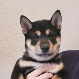 Shiba Inu from East Texas Shiba Inu