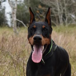 Silk - Doberman Pinscher