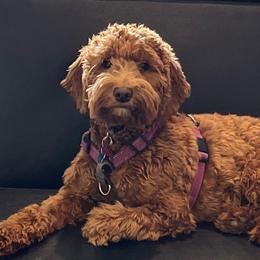 Brielle - Goldendoodle