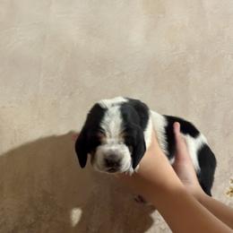Boy 1 - male Basset Hound puppy in Tonkawa, Oklahoma from Lazy Daisy Basset Hounds