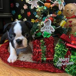 Klaus - Black and white male Boston Terrier puppy in Star, North Carolina from Meatloaf's Boston