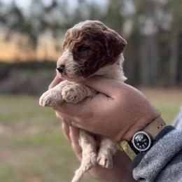 Poodle Puppies from Southern Sunshine Standards