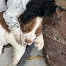 English Springer Spaniel Puppies from Poskin Lake Springer Spaniels
