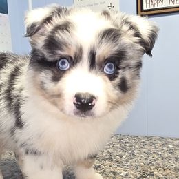 Miniature Australian Shepherds, Shetland Sheepdogs, and Toy Australian Shepherds from Southpaw Herders LLC