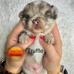 Chihuahua Puppies from Sunset Eves Chihuahuas