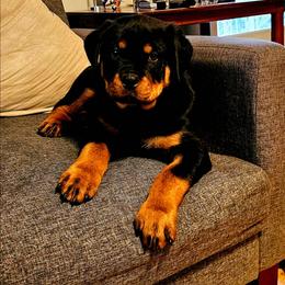 Black Collar Boy 2 - Black and mahogany male Rottweiler puppy in Seale, Alabama from A & Y Guardian Rottweiler