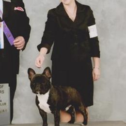 French Bulldogs from Starlit Mesa French Bulldogs