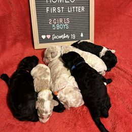 Poodle Puppies from J & M Standard Poodles