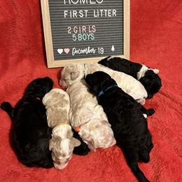 Poodle Puppies from J & M Standard Poodles