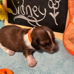 Sidney - Chocolate male Dachshund puppy in Oscoda, Michigan from Northland Dachshunds