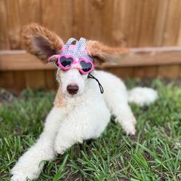 Canary - Bernedoodle