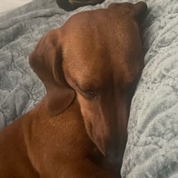 Dachshunds and Pembroke Welsh Corgis from Kuhbander Stable Llc
