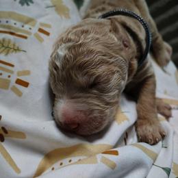 Silver collar - Apricot female Goldendoodle puppy in Willow Springs, Missouri from Todd Family Homestead