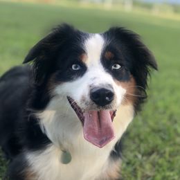 Skye - Miniature Australian Shepherd
