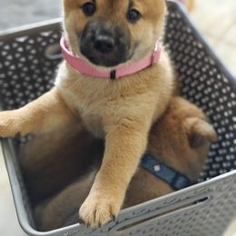 Atzuko - Sesame female Shiba Inu puppy in Honolulu, Hawaii from Slushpuppskies