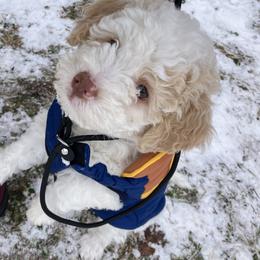 Lagotto Romagnolo Puppies from Tesoro Riccio Lagotto Romagnolo