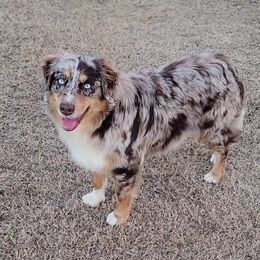 Karma - Australian Shepherd