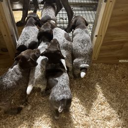 German Shorthaired Pointer Puppies from Harris Enterprise & Kennels LLC