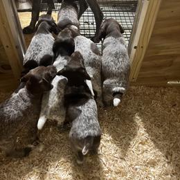 German Shorthaired Pointer Puppies from Harris Enterprise & Kennels LLC