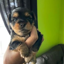 Rottweiler and Yorkshire Terrier Puppies from Superior Family Kennels