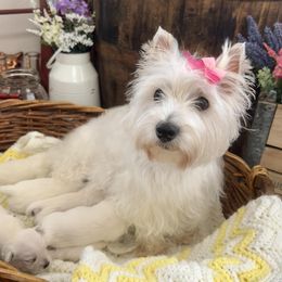 West Highland White Terrier Puppies from Butterfield's Westies