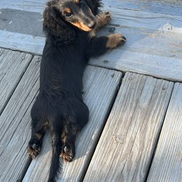 Dachshund Puppies from Miniature Dreams Dachshunds
