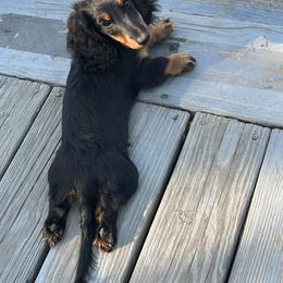 Dachshund Puppies from Miniature Dreams Dachshunds