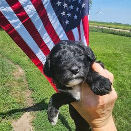 Pink collar - Black female Whoodle puppy in O'neill, Nebraska from Willowdale Doodles
