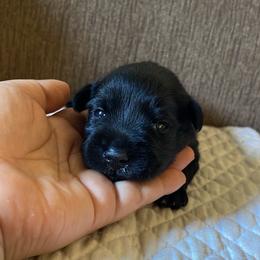 Green Collared Boy - Black male Miniature Schnauzer puppy in San Diego, California from KMS-Miniature Schnauzers