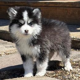Bearie - Black and white female Pomsky puppy in Mc Minnville, Oregon from West Coast Pomskies